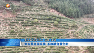 大方茶开园采摘 茶旅融合景色新