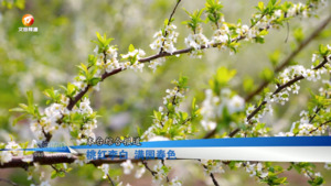 桃红李白 满园春色