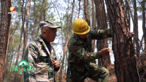 国土绿化筑屏障 针阔混交护青山