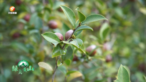 油茶产量质量双提升  国土绿化成效显