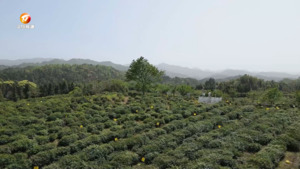 祁门红茶集团：勇担国企重任 稳保春茶生产