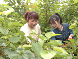 阳光“葚”好  桑果满园