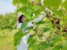 樱桃桑葚进入成熟季 满园果香引客来
