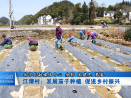 江潭村：发展茄子产业 促进乡村振兴