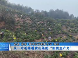 从一叶毛峰看黄山茶的“新质生产力”