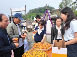 坑口枇杷甜 一果醉千年