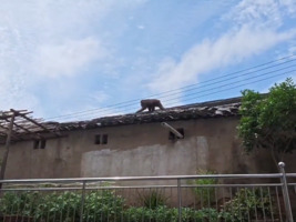 黄山短尾猴现身居民小区