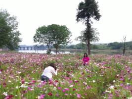 格桑花开花成海
