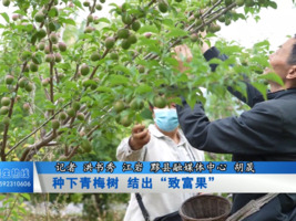 种下青梅树 结出“致富果”