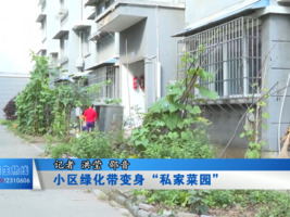 小区绿化带变身“私家菜园”
