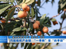 巧延枇杷产业链  “一季鲜”变“四季甜”