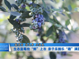 歙县：生态蓝莓抢“鲜”上市 亲子采摘乐“趣”满园
