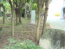 整治毁绿种菜 还绿于民
