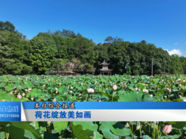 荷花绽放美如画 绘就乡村生态新画卷