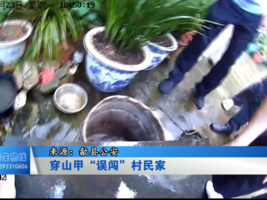 穿山甲“误闯”村民家