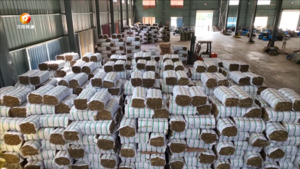 箬叶变 “黄金叶”  年产值近 3000 万元
