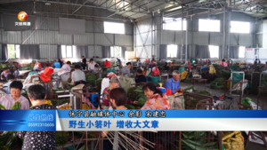 野生小箬叶 增收大文章