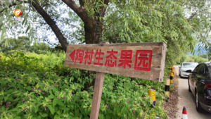 葡萄熟了
