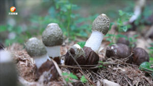 竹荪采摘正当时 助农增收促振兴