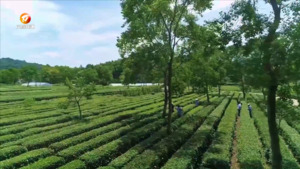 凫峰绿茶：一片树叶的山水情书