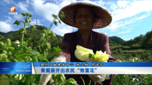 黄蜀葵开出农民“致富花”