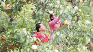 果香飘满园 丰收正当时