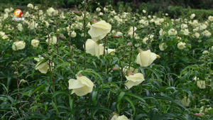 小路口镇：黄蜀葵花开了