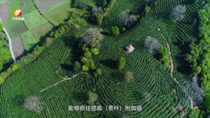 青山不移 茶香永续