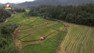 再生稻头茬开镰收割  颗粒归仓好“丰”景