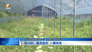 流口村：菌瓜轮作 一棚双收