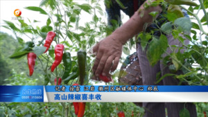 高山辣椒喜丰收