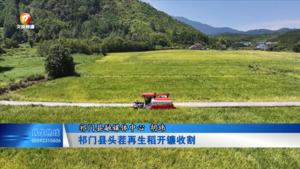 祁门县头茬再生稻开镰收割