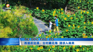 西递后边溪：古村藏花海 清凉入画来